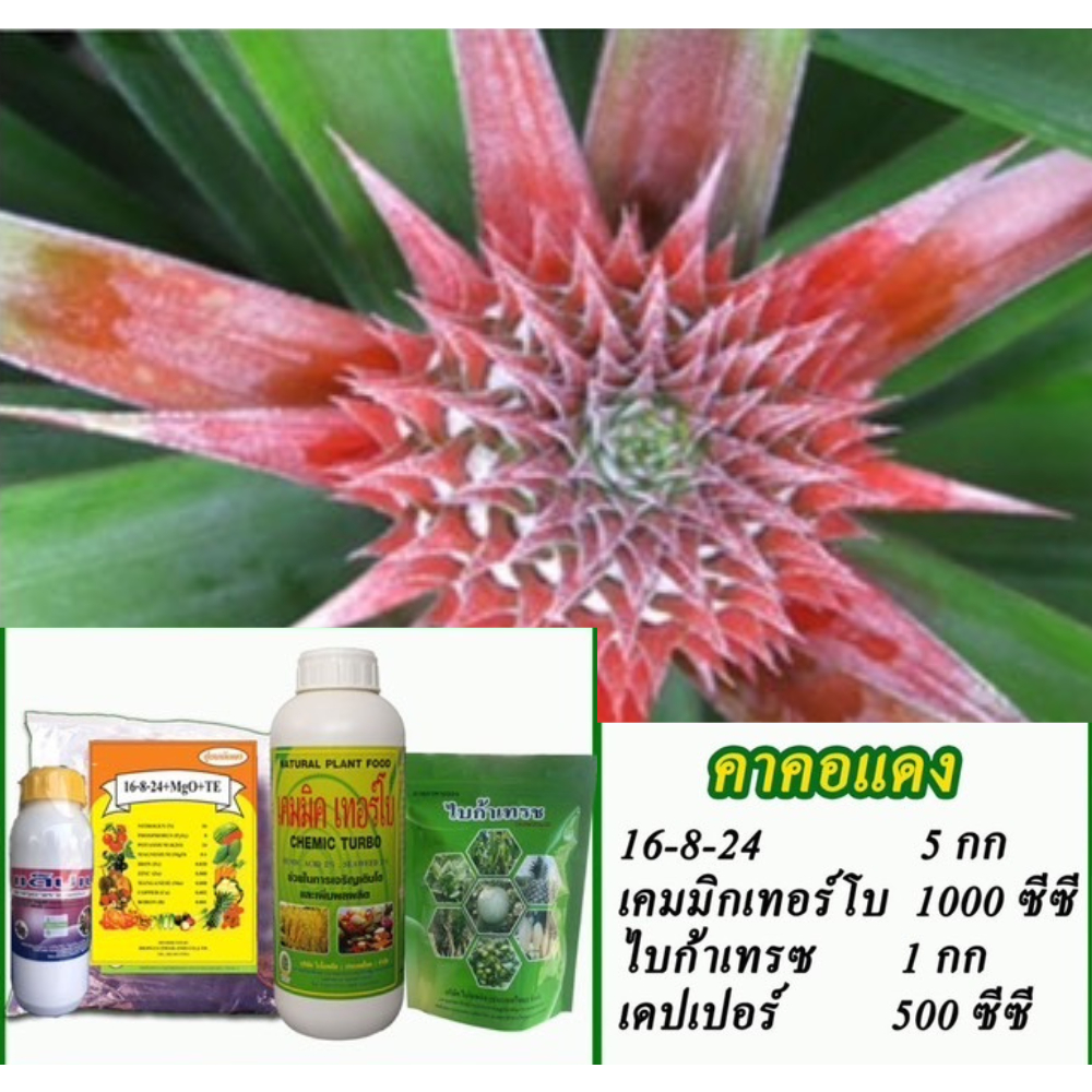 ชุดคาคอแดง สับปะรด ไบโอพลัส 16-8-24+เคมมิกเทอร์โบ+ไบก้าเทรซ+แด๊ปเปอร์