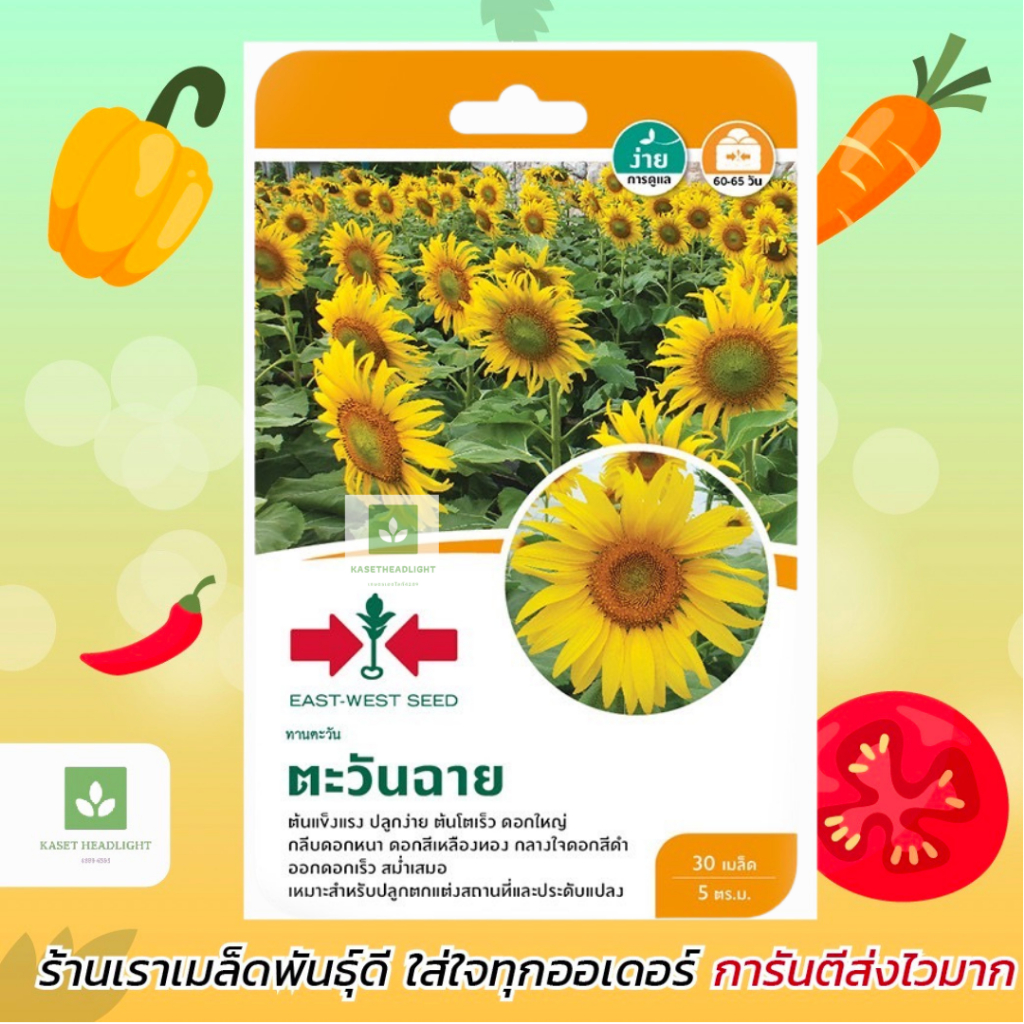 ทานตะวัน ตะวันฉาย ศรแดง 30เมล็ด