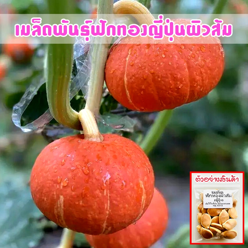 เมล็ดพันธุ์ ฟักทองญี่ปุ่นผิวส้ม Orange Japanese Pumpkin 2-5 เมล็ด ปลูกง่าย โตเร็ว ผลผลิตสูง (ซื้อ 10 แถม 1 คละได้)