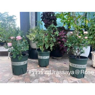 ~พร้อมส่งที่ไทย~ “กระถางปลูกต้นไม้ทรงมาตรฐาน​ รุ่นพิมพ์ลาย Gardening”