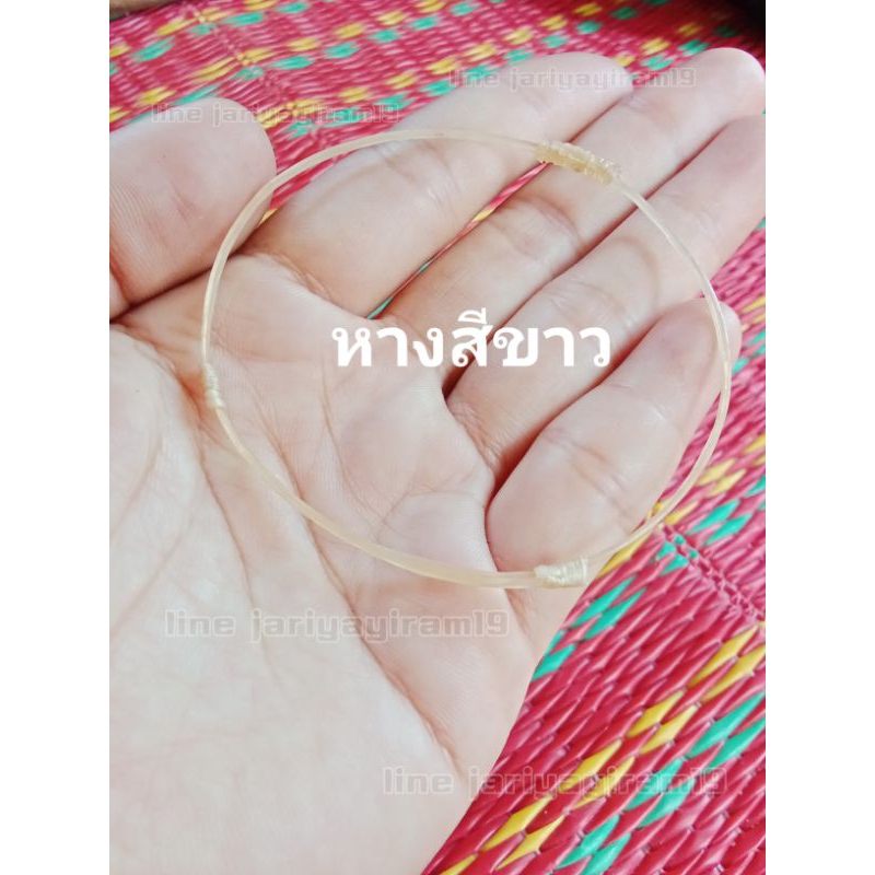 กำไลมงคลนำโชค กำไลสายเดี่ยว หางแท้100%