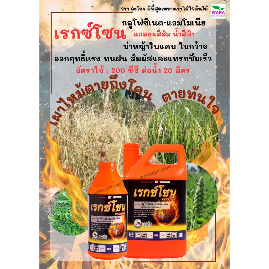 กลูโฟซิเนตแอมโมเนียม กำจัดหญ้าใบแคบและใบกว้าง แบบ เผาไม้ ตายไว ร่องมันสำปะหลัง เรกซ์โซน
