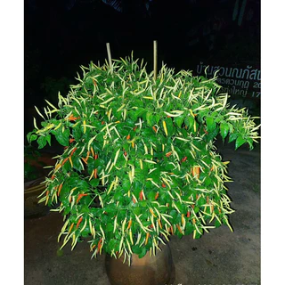 เมล็ด 💥พริกเครือโบราณ น่าปลูก ปลูกแค่เดือนเดียวเก็บได้นานถึง 3 ปี