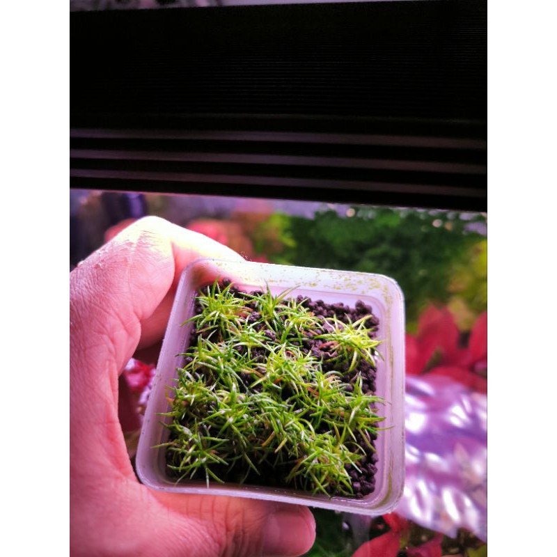 กระดุมสุราเวสีไม้น้ำ(Eriocaulon sulawesi)