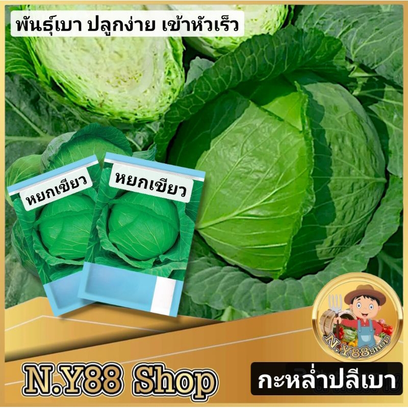 5แถม1เมล็ดพันธุ์กะกล่ำปลีเบา หยกเขียวF1 200เมล็ด เมล็ดพันธุ์กะหล่ำปลีนอกฤดูกาล เมล็ดพันธุ์ผักสวนครัว ปลูกง่าย ห่อหัวเร็ว