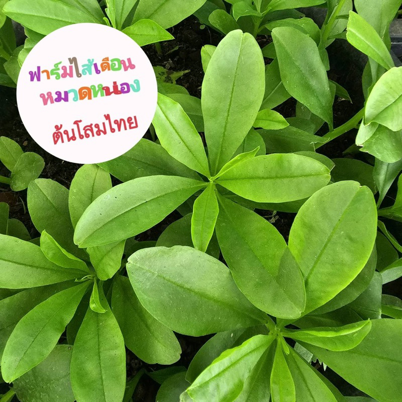 ผักโสมไทยประโยชน์สูง
