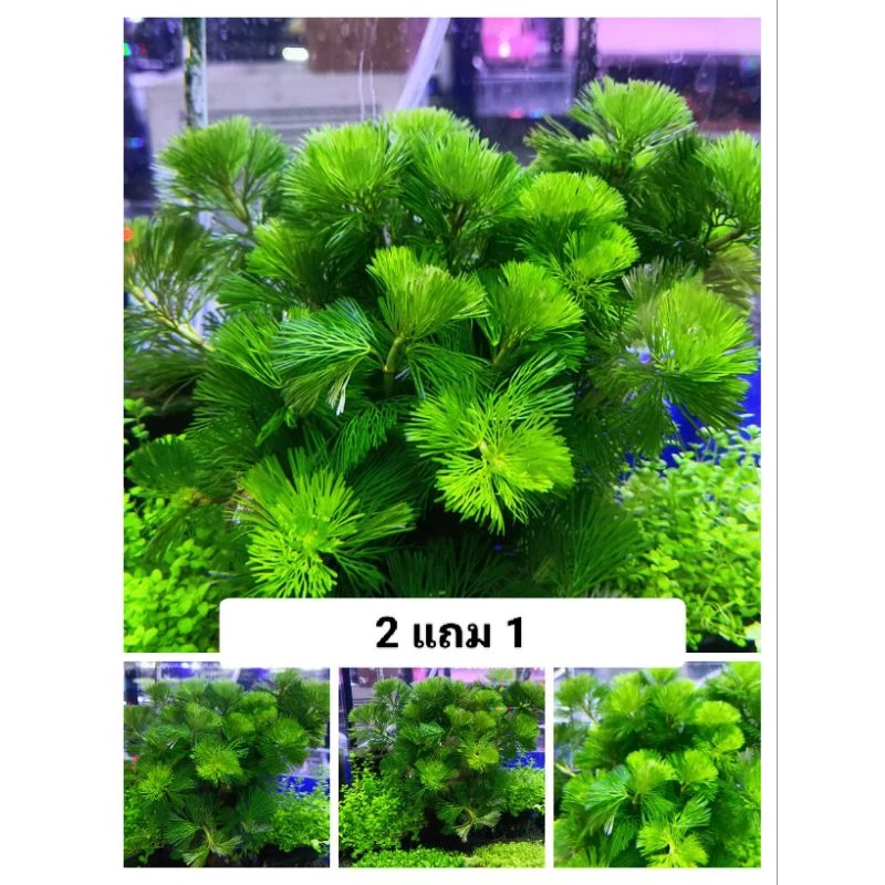 สาหร่ายหางกระรอก 2 แถม 1 พร้อมส่งราคาถูก