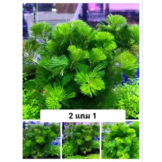 สาหร่ายหางกระรอก 2 แถม 1 พร้อมส่งราคาถูก