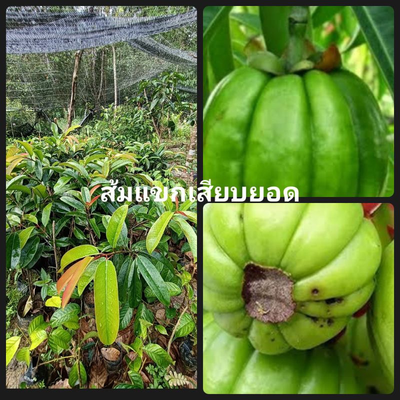 ส้มแขกผลไม้สารพัดประโยชน์ขนาด30-50cm