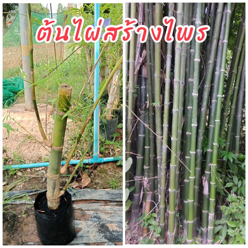 ต้นไผ่สร้างไพร ไผ่เลี้ยงลำ จะมีกอใหญ่แต่ดูโปร่งไม่รก กิ่งแขนงด้านล่างไม่มี ลำไม้ไผ่สวย ขนาดสูงยาว