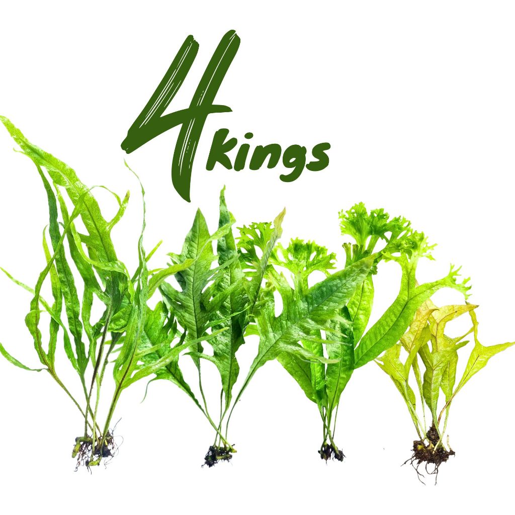 เซ็ท เฟิร์นรากดำหายาก '4 Kings' - Microsorum '4 kings' Set
