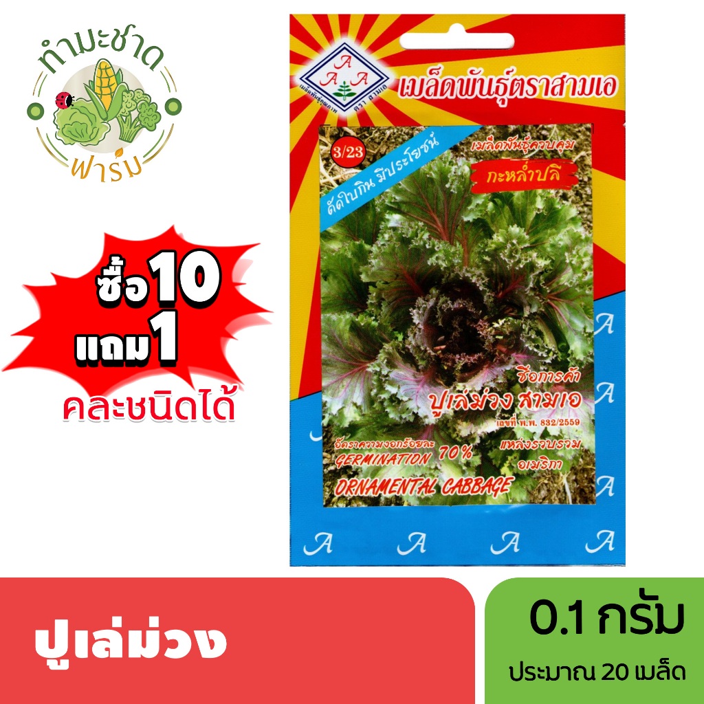 3A (ซื้อ10แถม1) เมล็ดพันธุ์ ปูเล่ม่วง ขนาด0.1กรัม ประมาณ20เมล็ด DRNAMENTAL CABBAGE เคล ปูเล่ เมล็ดพันธุ์พืช เมล็ดผัก