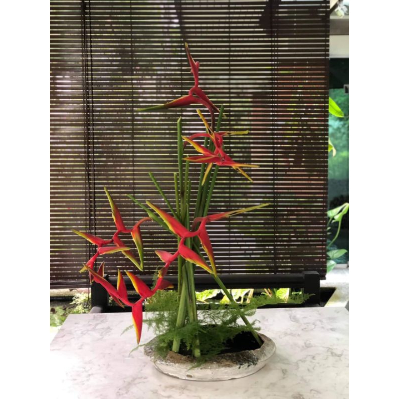 เฮลิโคเนีย ชื่อ (รอลินเลียน่า)🌷🌷Heliconia - รูปที่ 3