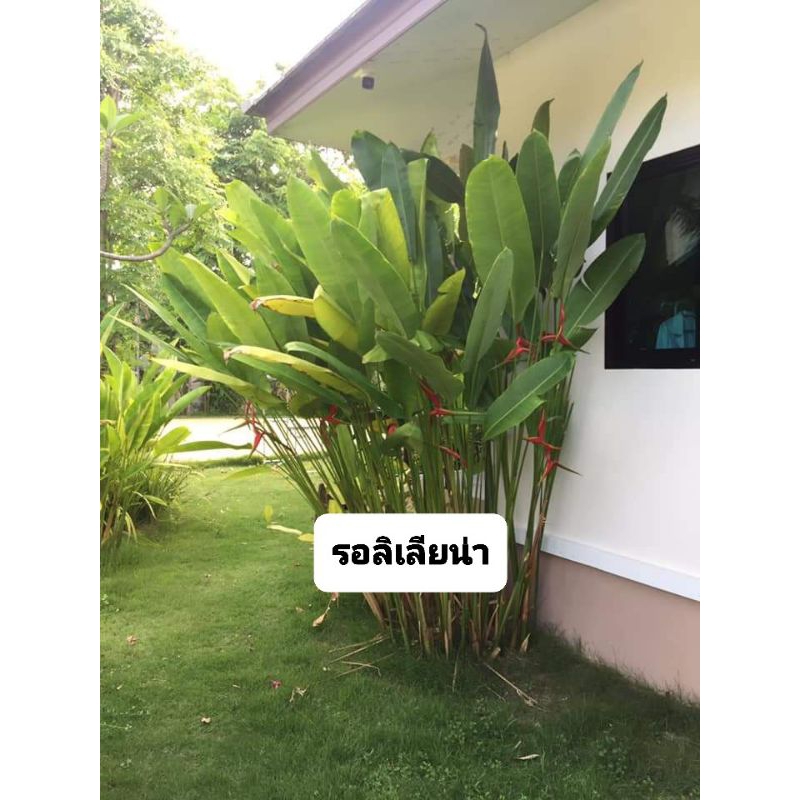 เฮลิโคเนีย ชื่อ (รอลินเลียน่า)🌷🌷Heliconia - รูปที่ 2