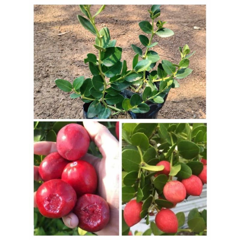 ต้นมะนาวโห่ญี่ปุ่นหวาน ติดผลดก ผลใหญ่รสหวานฉํ่าอร่อย  ปลูกไม่ถึงปีติดผล ต้นพร้อมปลูก แบบกิ่งตอน