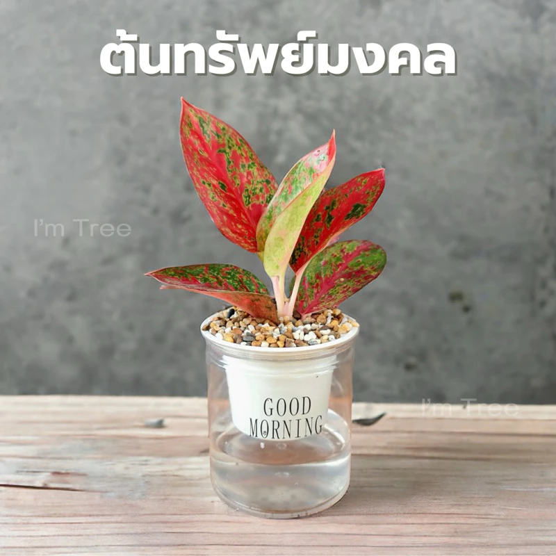 ต้นทรัพย์มงคล พร้อมกระถางรดน้ำอัตโนมัติ แถมหินฟรี