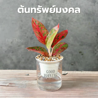 ต้นทรัพย์มงคล พร้อมกระถางรดน้ำอัตโนมัติ แถมหินฟรี