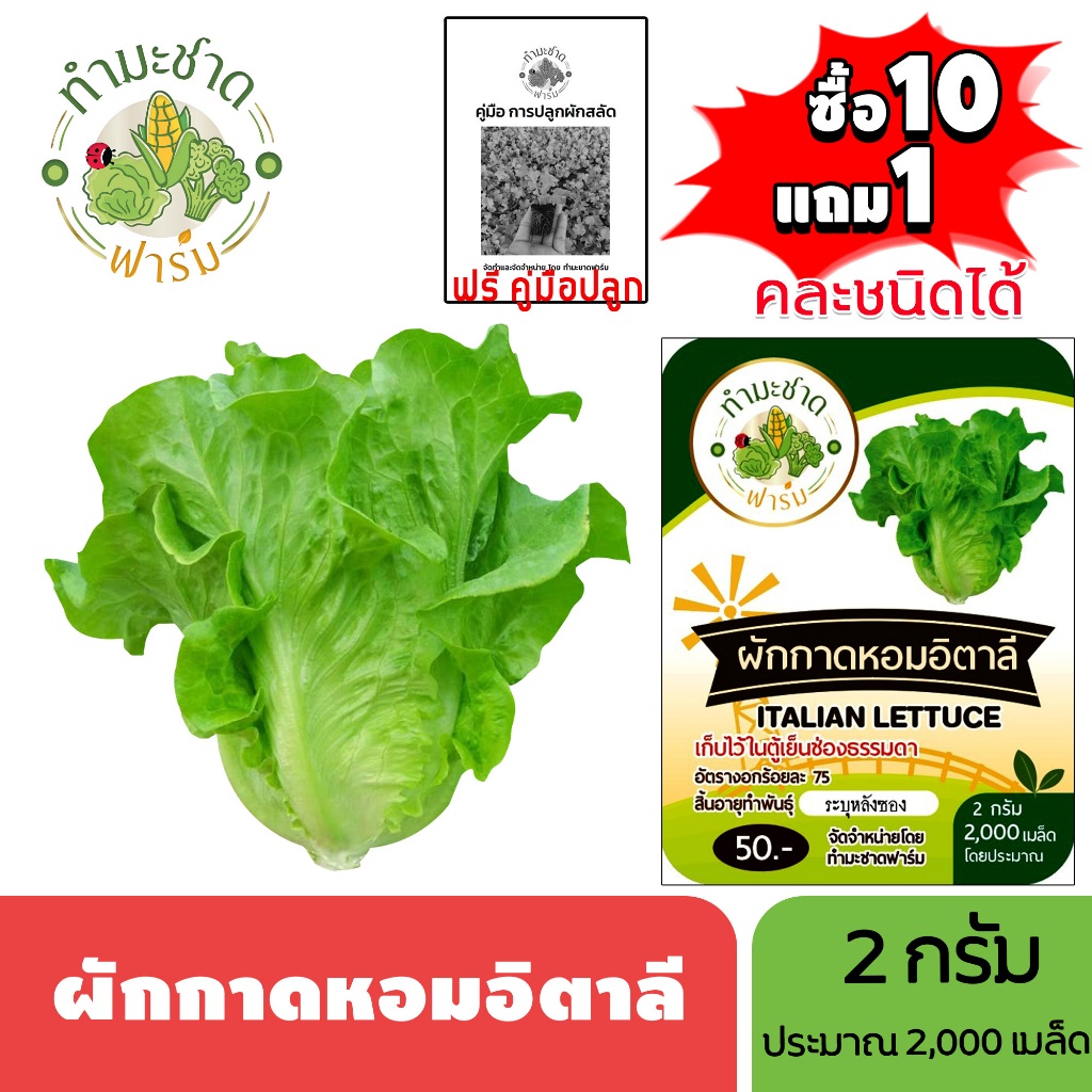 ทำมะชาดฟาร์ม (ซื้อ10แถม1) เมล็ดพันธุ์ ผักกาดหอมอิตาลี ขนาด2กรัม ประมาณ2,000เมล็ด ITALIAN LETTUCE ผักสลัด เมล็ดพันธุ์พืช