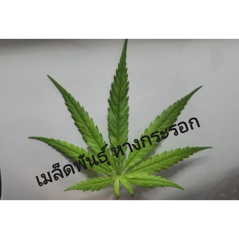 เมล็ดพันธุ์​ หางกระรอก​ ภูพาน​ เมล็ดละ1บาท​(รับประกันสินค้ามีเคลม)​
