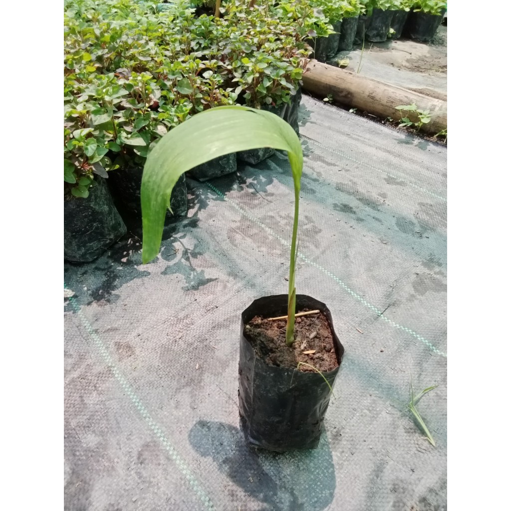 ต้นพันธุ์ สละสุมาลี สละพันธ์สุมาลี ต้นเพาะเมล็ด ถุงดำพร้อมปลูก 59 บาท รสชาติหวาน กลิ่นหอมสดชื่น เนื้อแน่น