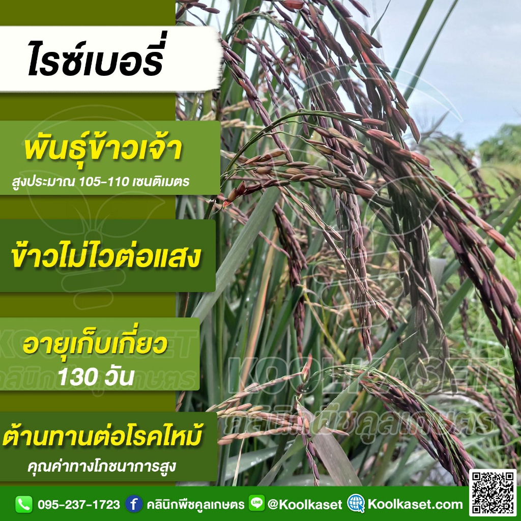 เมล็ดพันธุ์​ข้าว ข้าวเจ้าสีม่วงเข้ม ไรซ์เบอรี่ นาปี นาปรัง หอมหวาน เมล็ดเรียวยาว 20 กก. คูลเกษตร ไรซ์ KR36 ราคา ถูกที่สุด ดีลบีเคเค