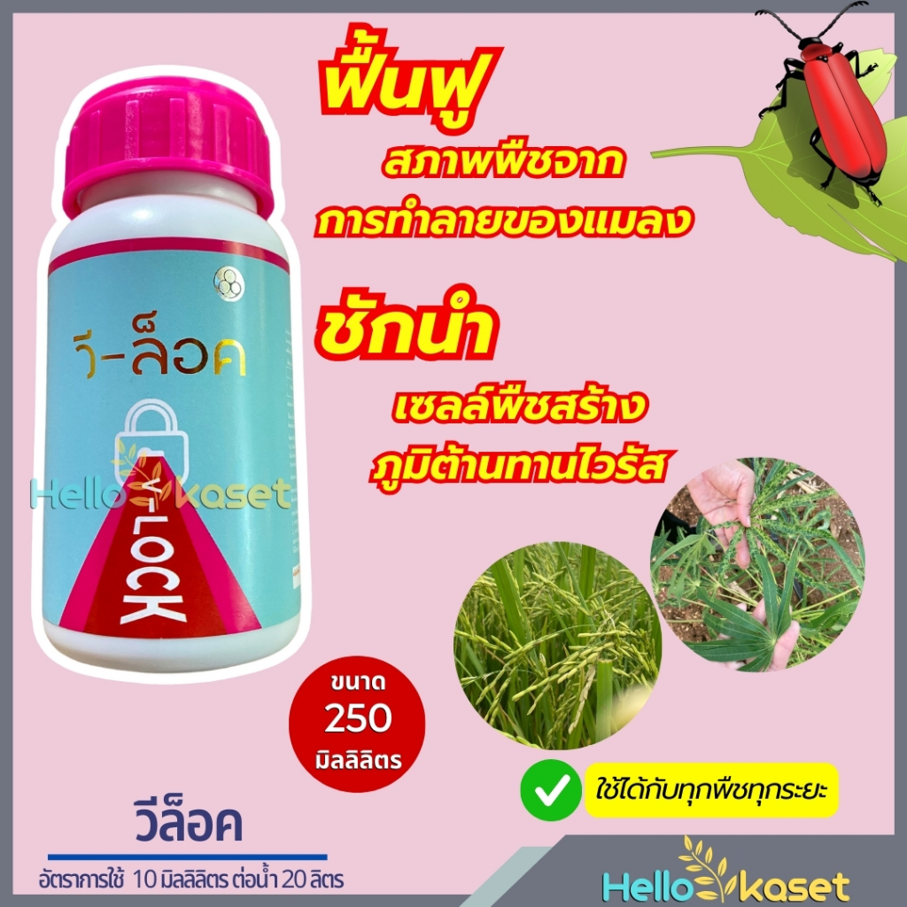 วีล็อค ป้องกันกำจัดโรคพืช ขนาด 250 ซีซี พืชจากการทำลายของแมลง สร้างภูมิต้านทานไวรัส ใช้ได้ทุกระยะ