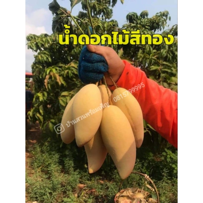 มะม่วงน้ำดอกไม้สีทอง (สายพันธุ์ส่งออก)ทาบกิ่งสูง80ซม.-100ซม.