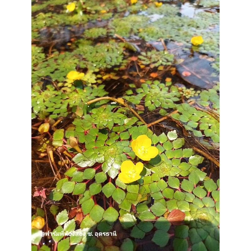กระจับแก้ว หรือ กระจับญี่ปุ่น พืชน้ำหายาก พืชน้ำประดับอ่างปลา - รูปที่ 4