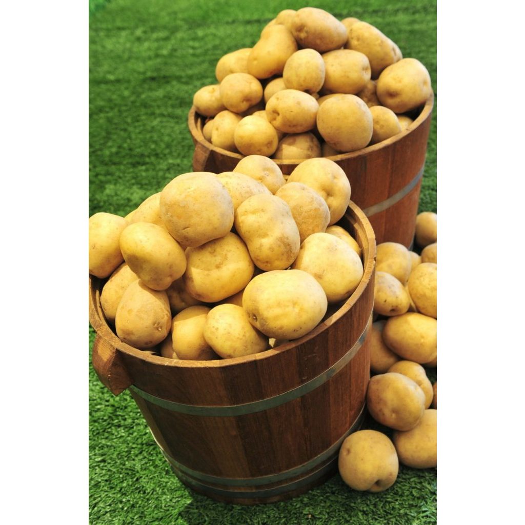 ต้นพันธุ์ มันฝรั่ง  potato   มันอาลู, มันอีลู พร้อมปลูกในถุงดำ 39 บาท  มันฝรั่งเป็นอาหารที่ให้พลังงานต่ำ ไม่อ้วน - รูปที่ 3