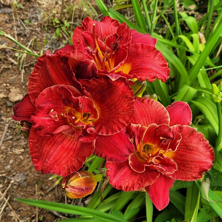 Day lily No.010 "NFV Red Wings Stacked"