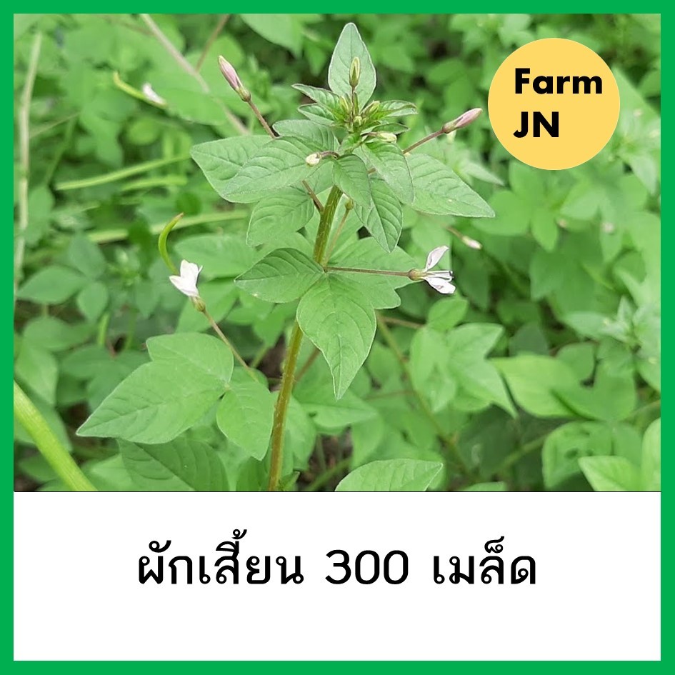 เมล็ดผักเสี้ยน เมล็ดพันธุ์ผัก เมล็ดผัก 10แถม1 คละได้