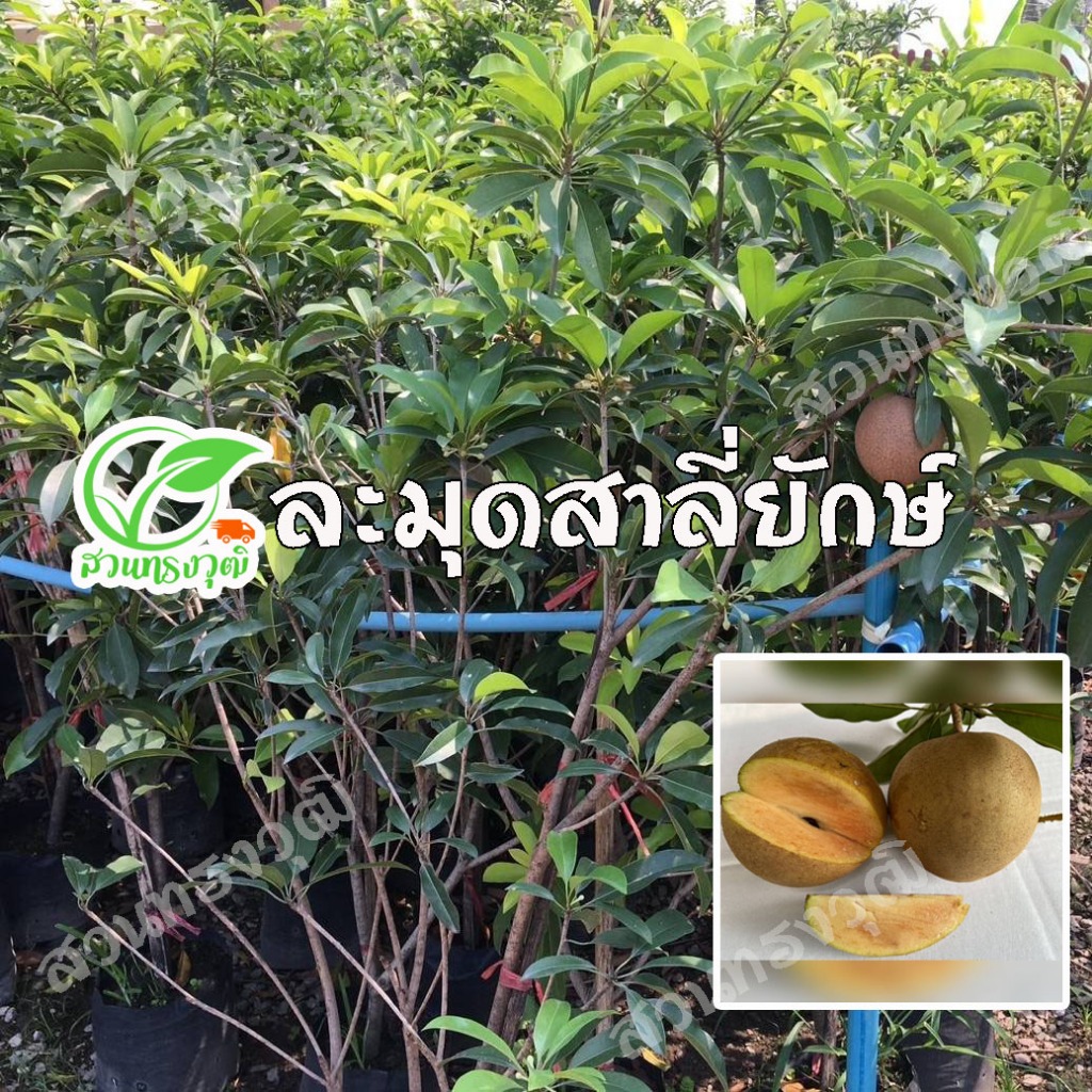ละมุดสาลี่ยักษ์ กิ่งตอนชำลงถุง แท้💯%