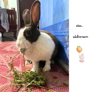 ใบแครอทอบแห้ง เกรดพรีเมี่ยม ใบนิ่ม ปลอดสารพิษ สำหรับกระต่ายและสัตว์ฟันแทะทุกชนิด อาหารสัตว์เล็ก (IP)