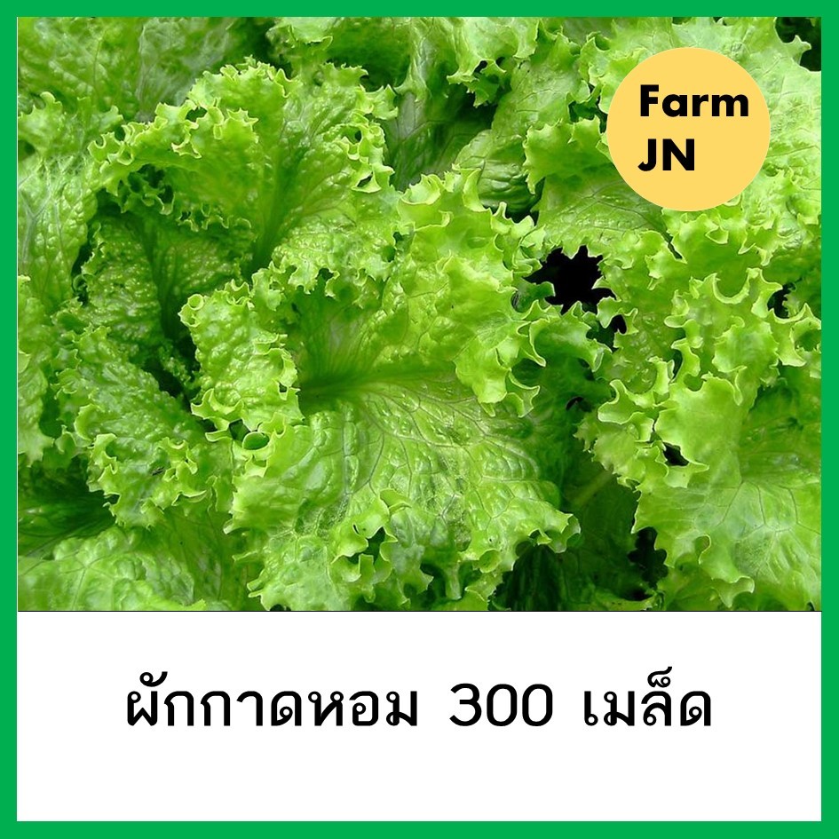 เมล็ดผักกาดหอม เมล็ดผักสวนครัว เมล็ดผัก5บาท