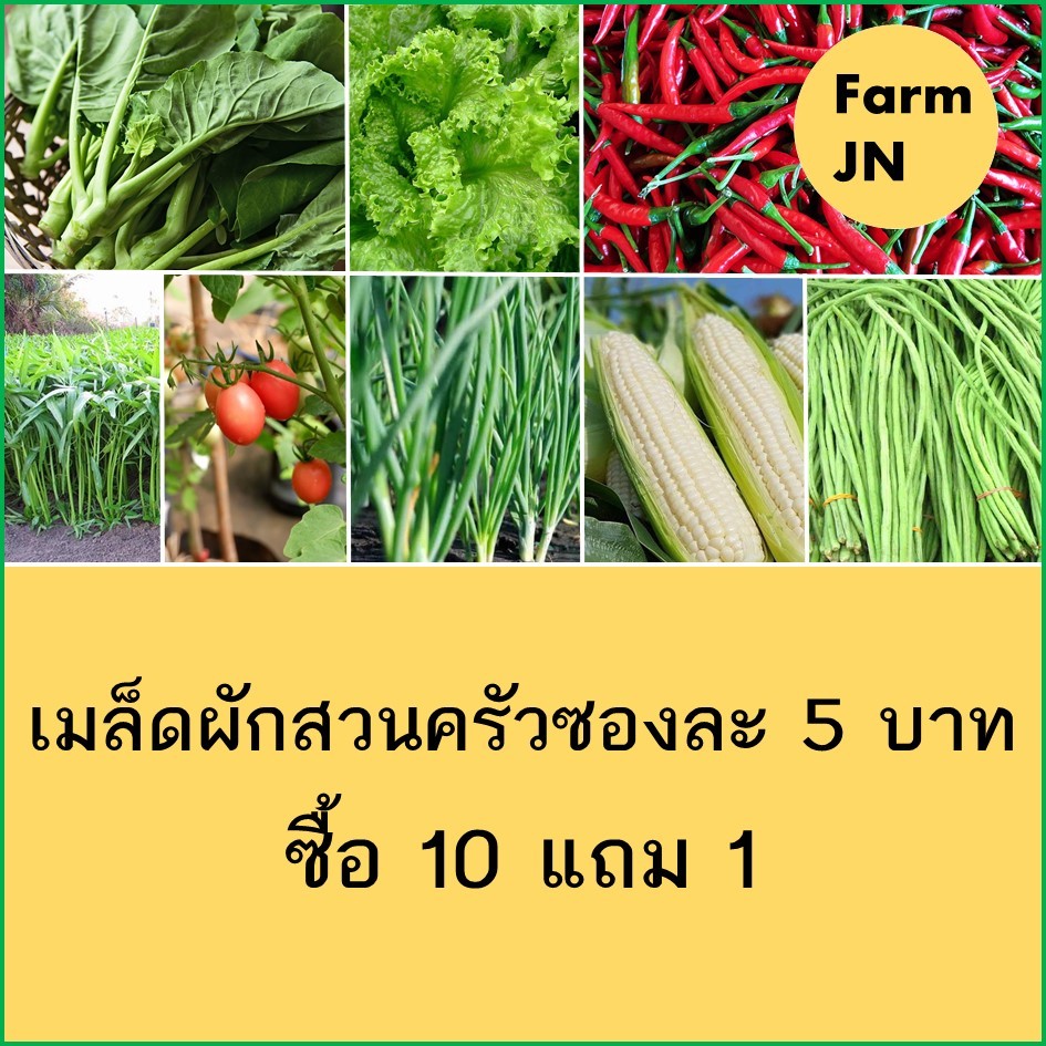10แถม1 เมล็ดพันธุ์ผัก เมล็ดผักสวนครัว ปลูกง่ายโตไว เมล็ดผักใหม่ รับประกันการงอก Farmjn