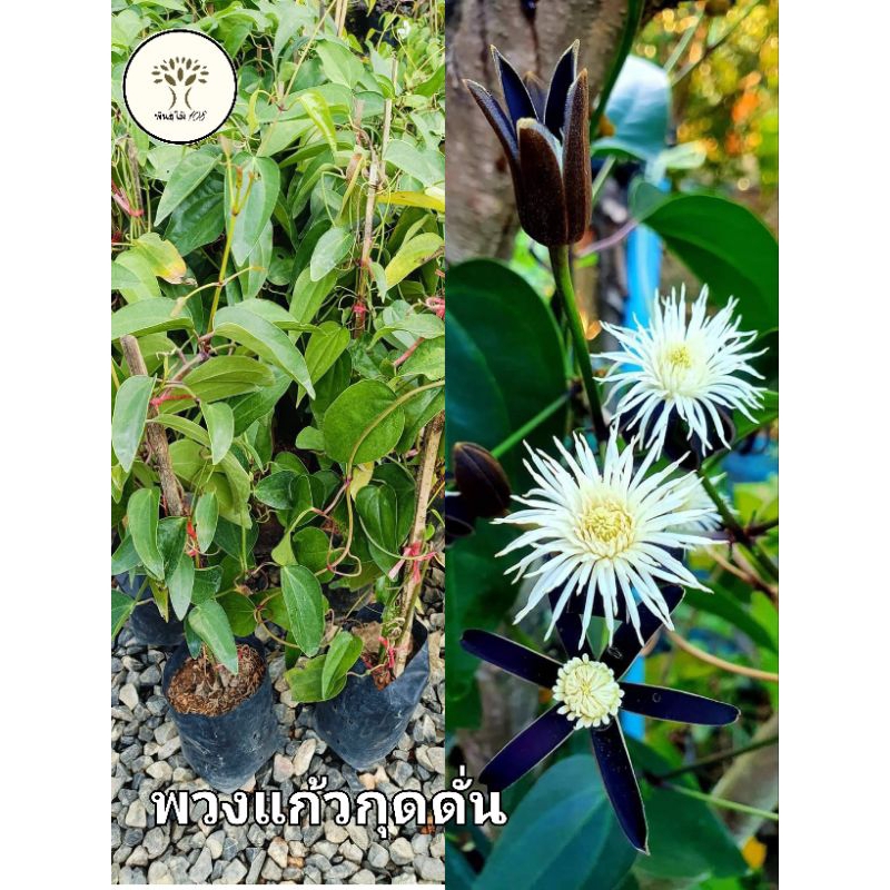 ต้นพวงแก้วกุดั่น  แก้วกุดั่น ไม้เลื้อย หายาก