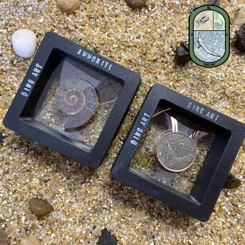 ฟอสซิล แอมโมไนต์ Ammonite (เล็ก) ฟรีกรอบตั้งโชว์