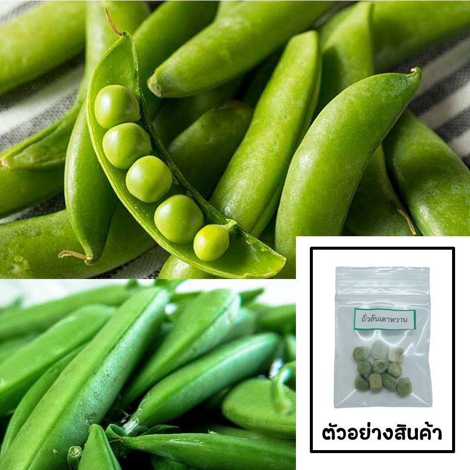เมล็ดถั่วลันเตาหวาน 10 เมล็ด 🌱 ซื้อ 10 แถม 2 คละได้ 💥 เลือกของแถมได้ คิดถึงเมล็ดผัก คิดถึง skinsun