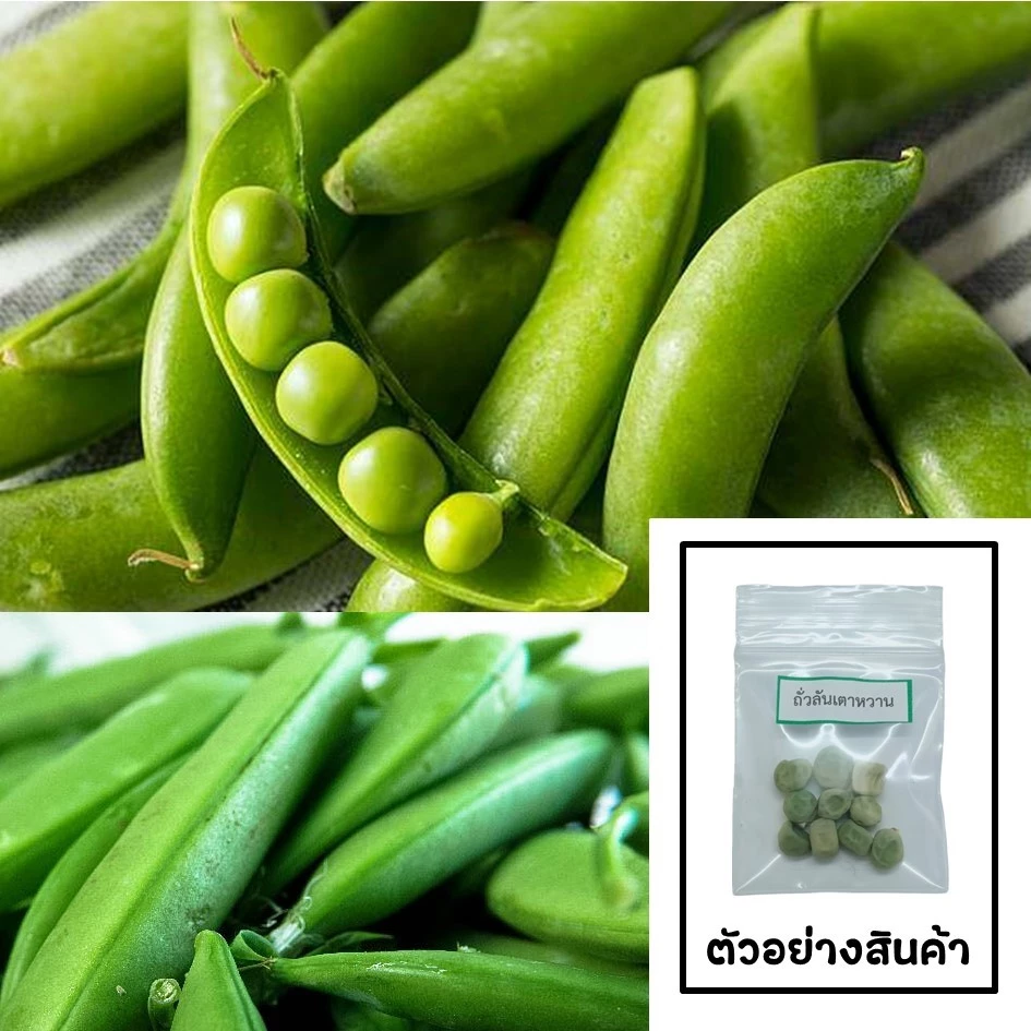 เมล็ดถั่วลันเตาหวาน 10 เมล็ด 🌱 ซื้อ 10 แถม 2 คละได้ 💥 เลือกของแถมได้ คิดถึงเมล็ดผัก คิดถึง skinsun