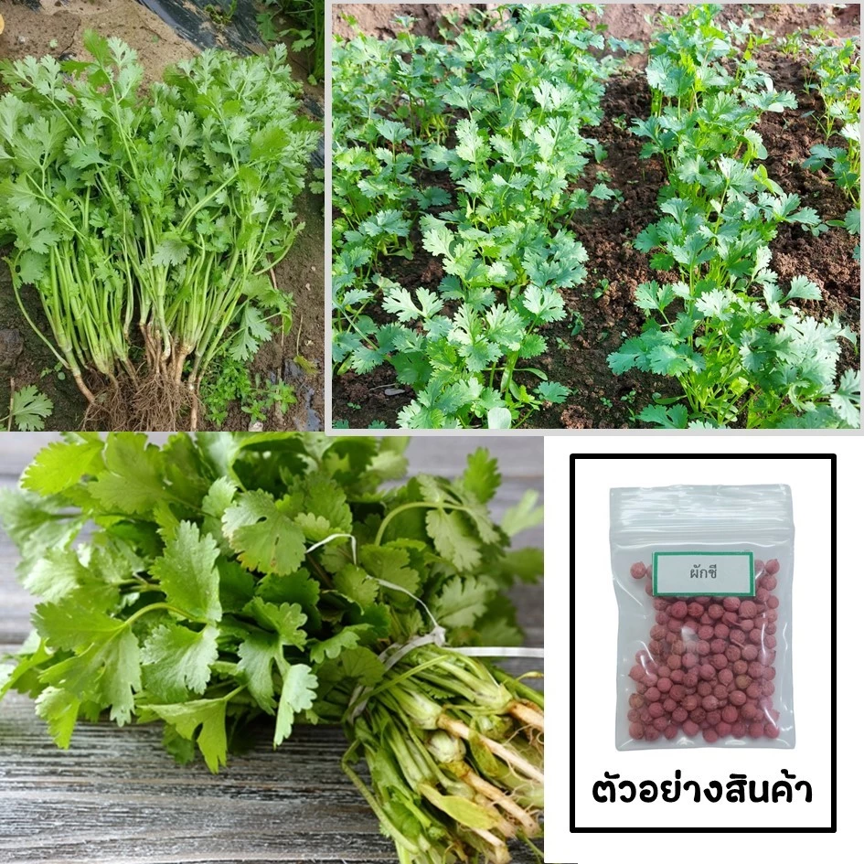 เมล็ดผักชี 100 เมล็ด 🌱 ซื้อ 10 แถม 2 คละได้ 💥 เลือกของแถมได้ คิดถึงเมล็ดผัก คิดถึง skinsun