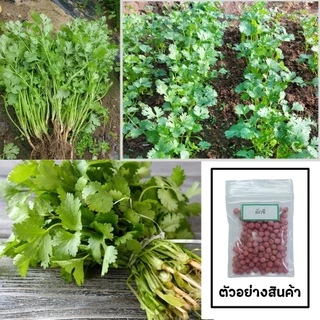 เมล็ดผักชี 100 เมล็ด 🌱 ซื้อ 10 แถม 2 คละได้ 💥 เลือกของแถมได้ คิดถึงเมล็ดผัก คิดถึง skinsun
