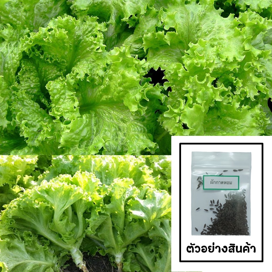 เมล็ดผักกาดหอม 300 เมล็ด 🌱 ซื้อ 10 แถม 2 คละได้ 💥 เลือกของแถมได้ คิดถึงเมล็ดผัก คิดถึง skinsun