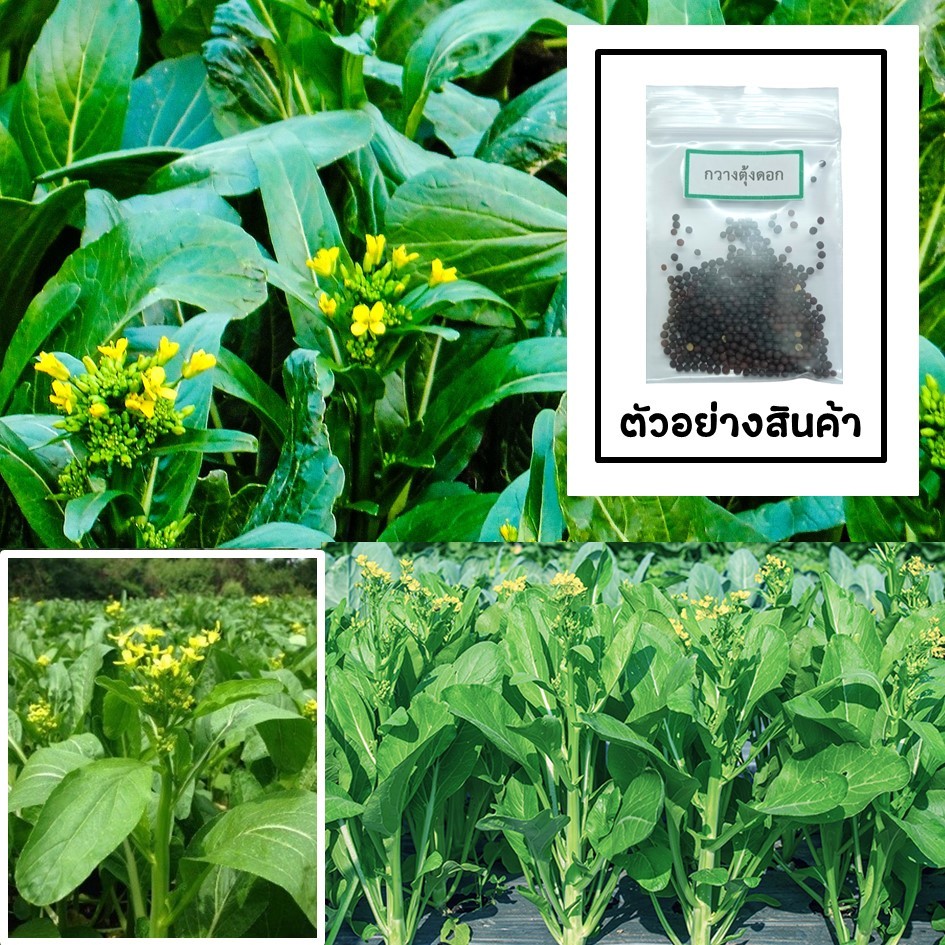 เมล็ดกวางตุ้งดอก 200 เมล็ด 🌱 ซื้อ 10 แถม 2 คละได้ 💥 เลือกของแถมได้ คิดถึงเมล็ดผัก คิดถึง skinsun