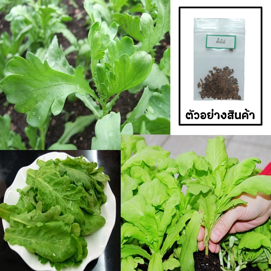 เมล็ดตั้งโอ๋ 100 เมล็ด   ซื้อ 10 แถม 2 คละได้   เลือกของแถมได้ คิดถึงเมล็ดผัก คิดถึง skinsun ราคา ถูกที่สุด ดีลบีเคเค