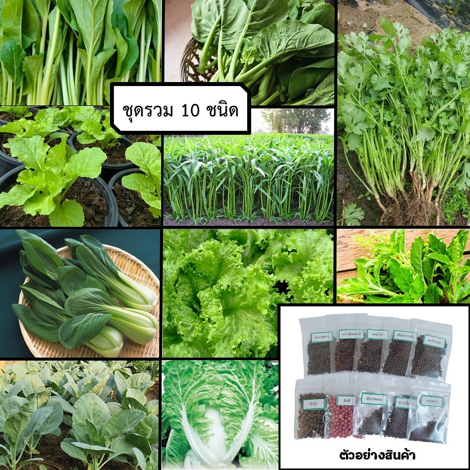 ชุดเมล็ดผักไทยสุดคุ้ม ซื้อ 1 ได้ถึง 10