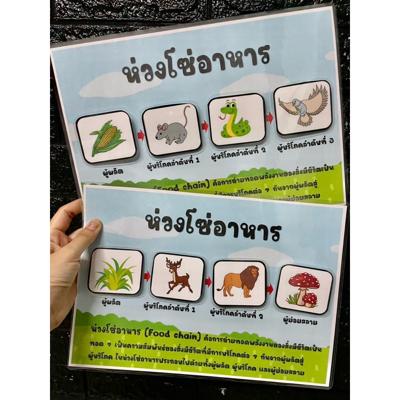 สื่อการสอนห่วงโซ่อาหารขนาดใหญ่ (ซื้อเป็นชุดถูกลง 50฿) ราคา ถูกที่สุด ดีลบีเคเค