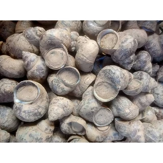 ⭐🐚แม่พันธุ์หอยขม(หอยจุ๊บ) สายพันธุ์เกษตรยักษ์ เนื้อสีทอง🐚⭐
