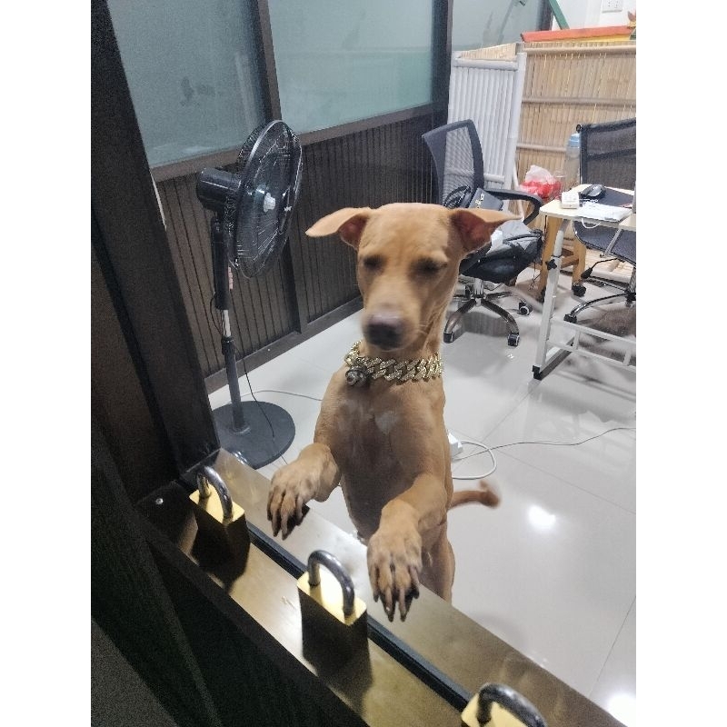 Sedina Shop Thailand