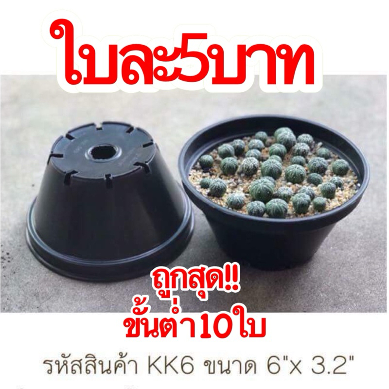 กระถางเพาะเมล็ด กระถางเตี้ยกลม กระถางแคคตัส