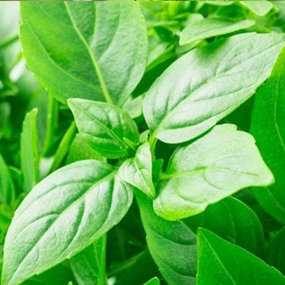 ผักสวนครัว📌10แถม1!!📌ถูกที่สุด 9 บ.📌เมล็ดพันธุ์ผักสวนครัว 5-500 เมล็ด🌿 ขายดีที่สุด🌱งอกง่าย🌱มีคู่มือการปลูก [10 แถม 1]